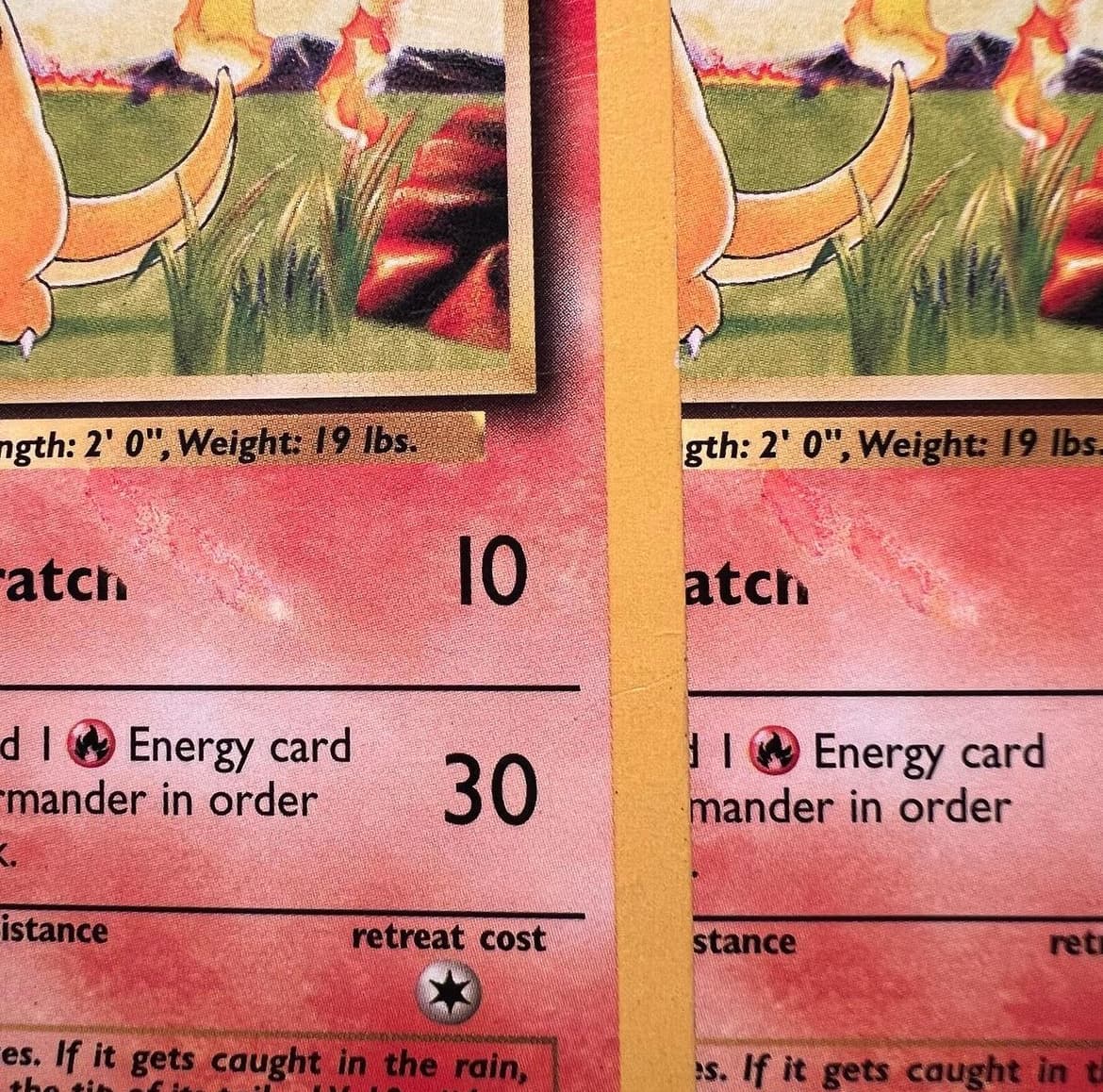 Charmander photo 2